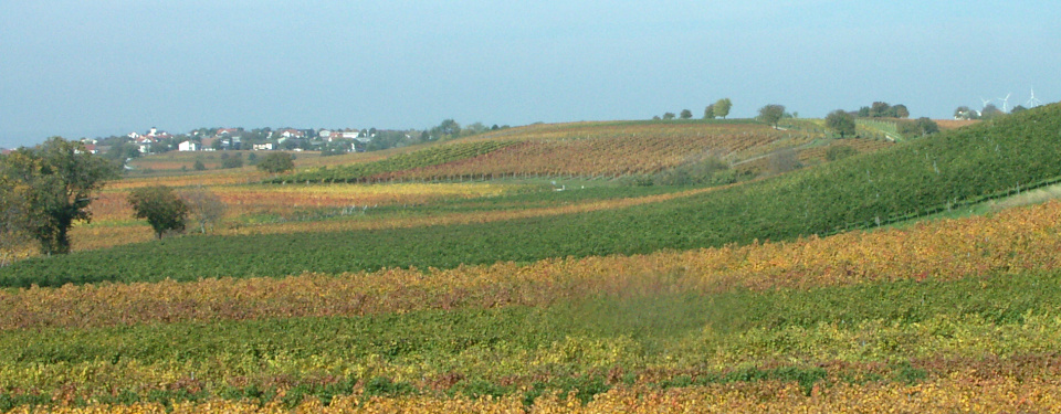 Herbstlich gefärbte Weingärten um Gols