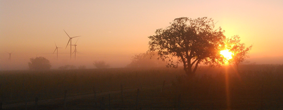 Sun rises through ground fog while wind turbines tower above the vineyards