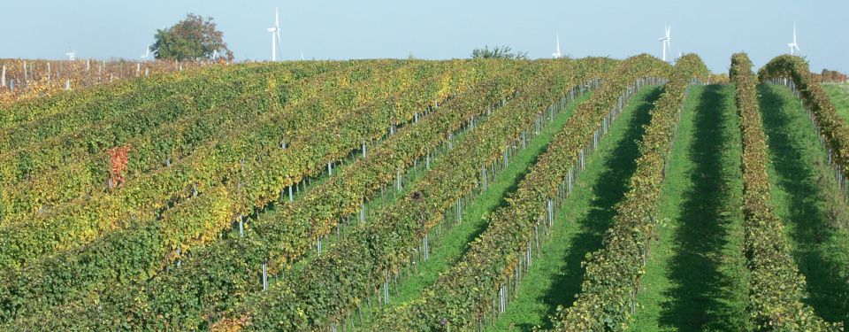 Hillside vineyard with autumn colored leafes