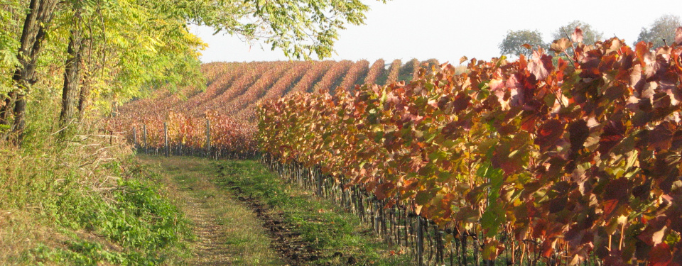 Weingarten neben Waldstück, gefärbtes Herbstlaub