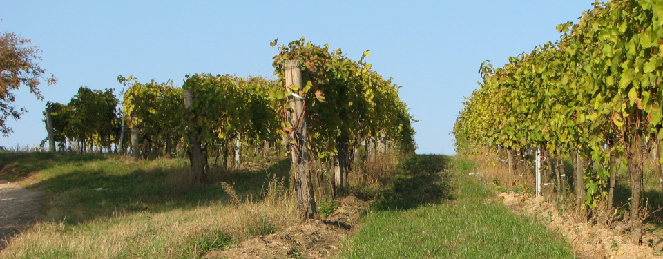 Weingartenreihen im Hochsommer, 1 Monat vor der Ernte