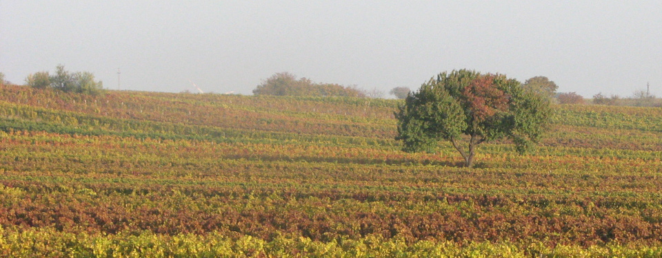 Blick über Weingärten mit beginnender herbstlicher Blattfärbung