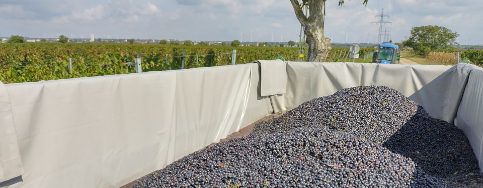 Trailer filled with fresh grapes at the harvest