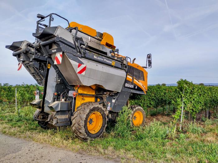 Eine Lesemaschine bei der Einfahrt in einen Weingarten. Sie fährt dabei über eine Reihe die sie zur Ernte in die Mitte nimmt.