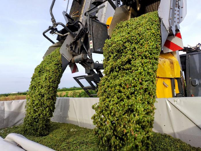 Trauben die in zwei breiten Strahlen aus den Tanks der Erntemaschine auf einen Wagen gekippt werden.